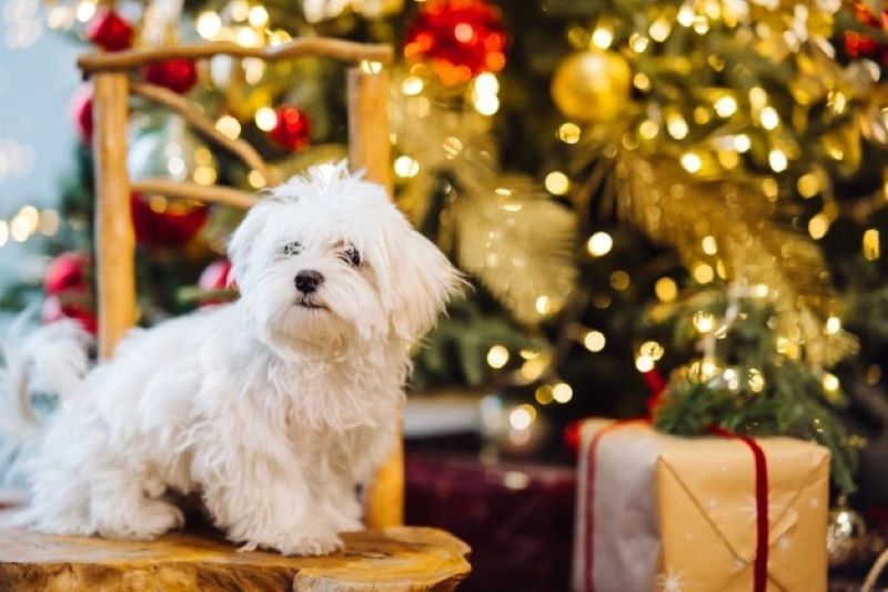 The True Meaning of Christmas: Adding Festive Cheer to Your Home with a Large Artificial Christmas Tree